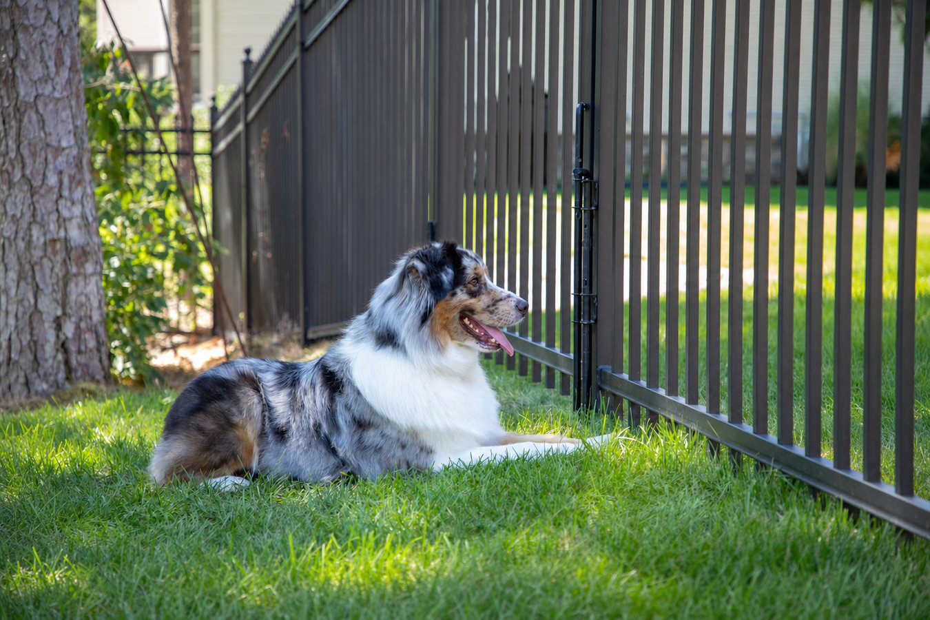 Pet and dog fencing